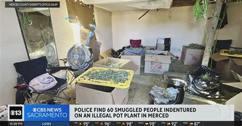 Dozens of smuggled people found working in 'horrible' conditions at illegal pot plant in Merced